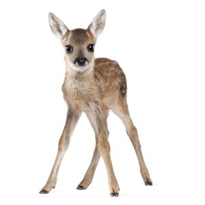 Nástenná samolepka Dekornik Deer Lucy, 55 x 88 cm