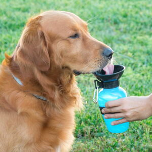 Cestovná fľaša na vodu pre psov InnovaGoods